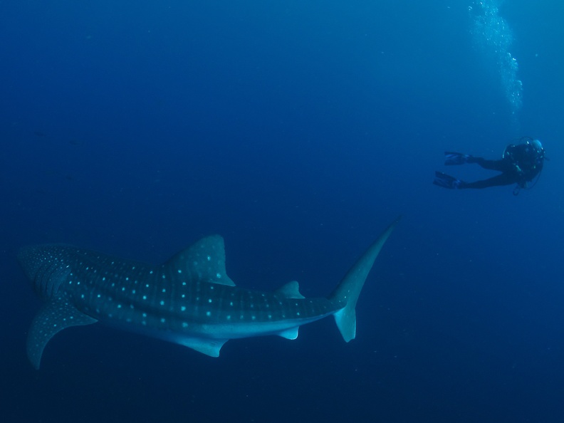 Lester_Diving_with_WhaleSharks-1.jpg