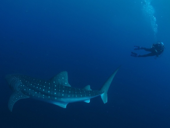 Lester Diving with WhaleSharks-1