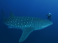 Lester Diving with WhaleSharks-2