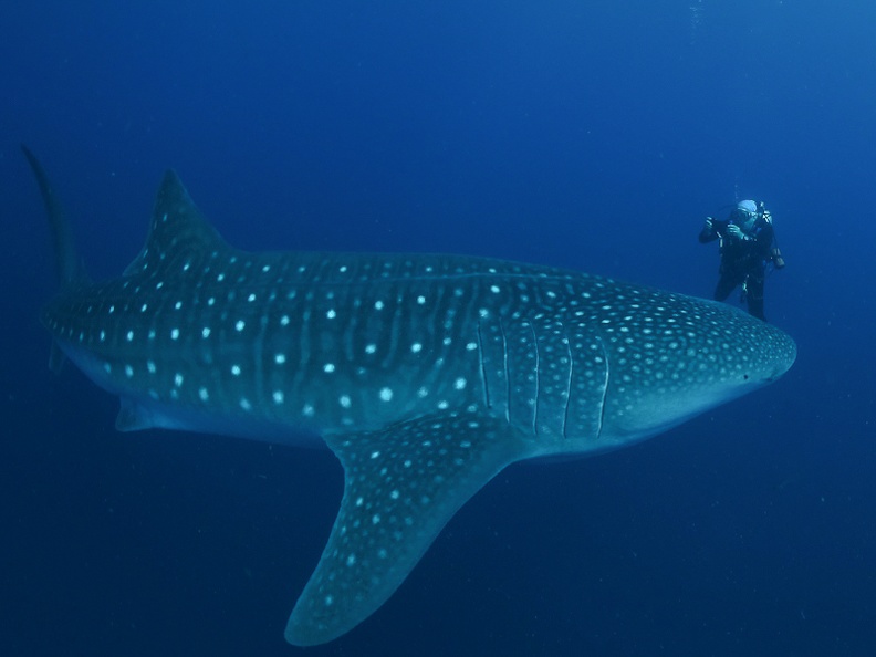Lester Diving with WhaleSharks-2