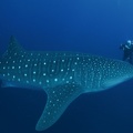 Lester Diving with WhaleSharks-2