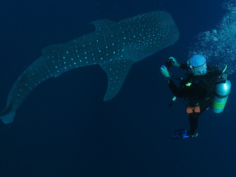 Lester_Diving_with_WhaleSharks-3.jpg
