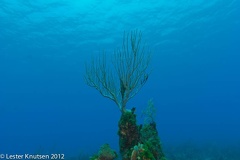 LesterKnutsen Bahamas 201205  DSC7157