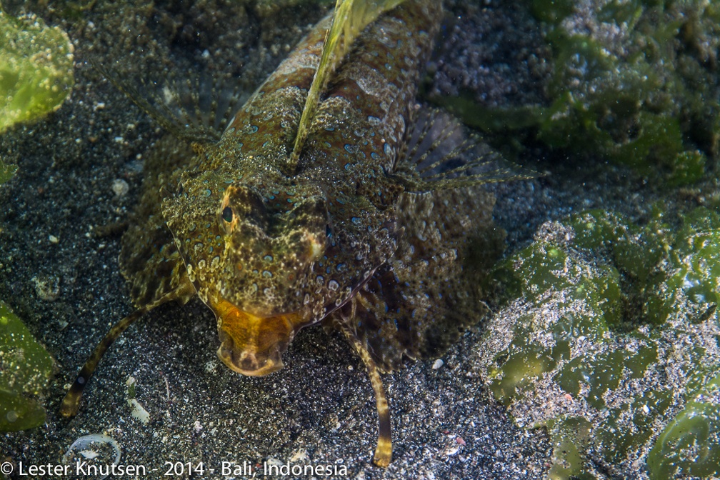 LesterKnutsen Bali2014 DSC2830