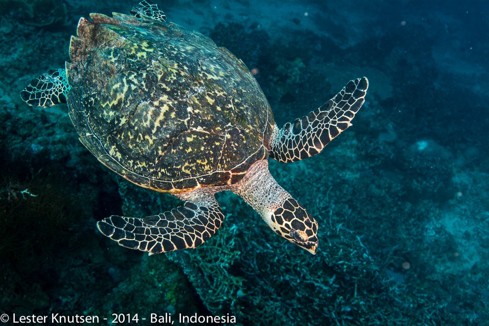 LesterKnutsen Bali2014 DSC3249