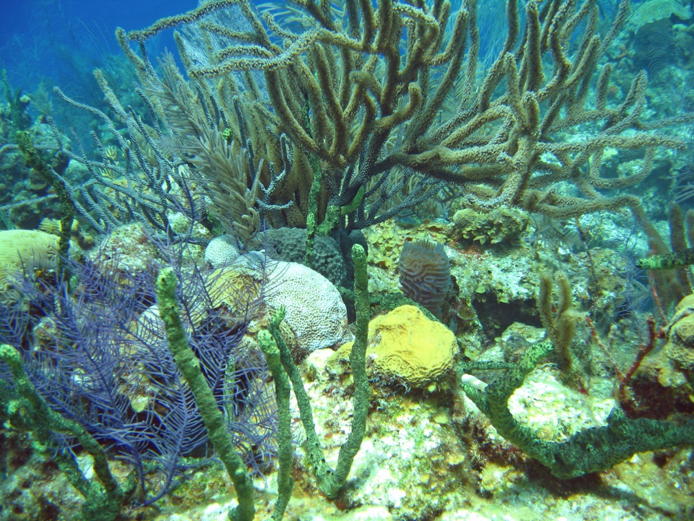 Coral IMG 2481