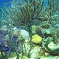 Coral IMG 2481