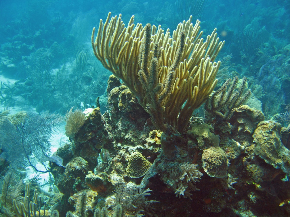 Coral IMG 2483