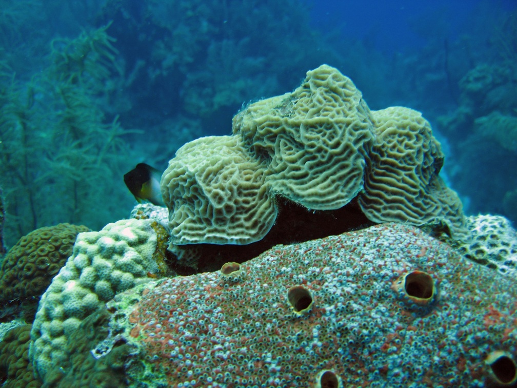 Coral IMG 2536