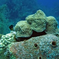 Coral IMG 2536