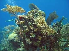 Coral IMG 2557