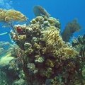 Coral IMG 2557