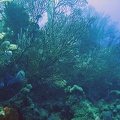 Coral IMG 2547