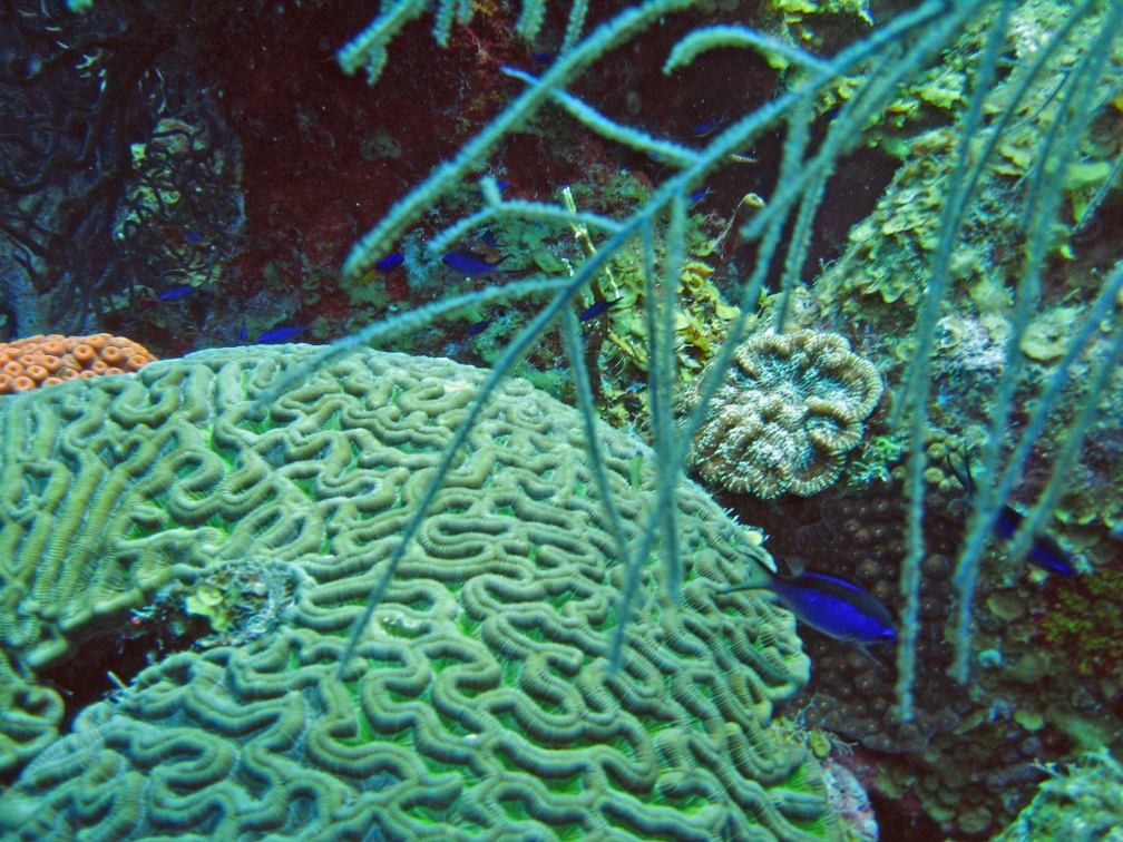 Coral IMG 2581