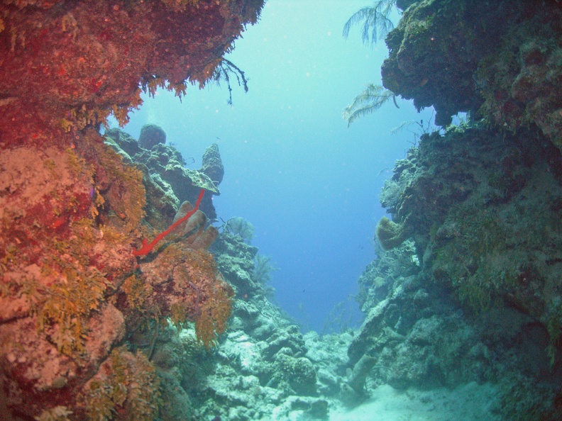 Coral_M0011538.jpg