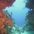 Coral M0011538