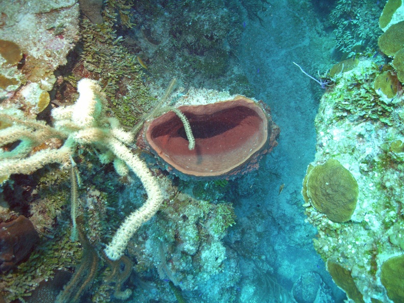 Coral M0011543