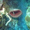 Coral_M0011543.jpg