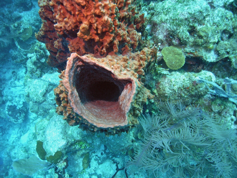 Coral M0011553