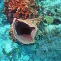 Coral M0011553