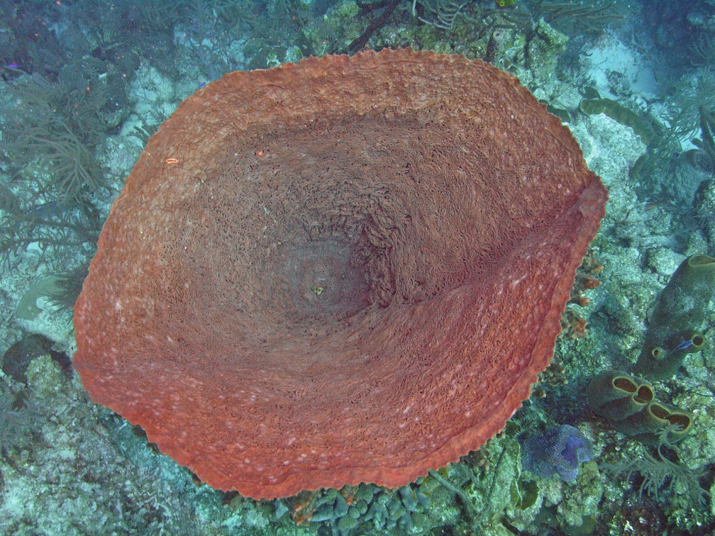 Coral M0011559