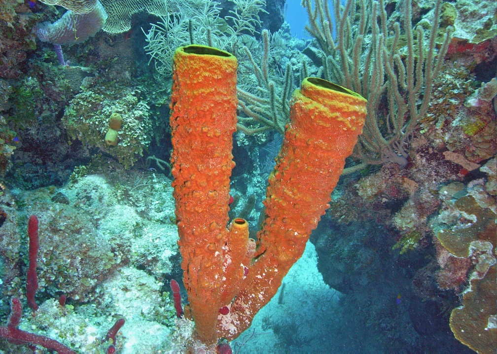 Coral M0011561 edited 1