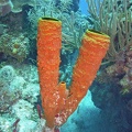 Coral M0011561 edited 1