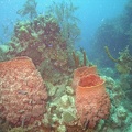 Coral M0011657