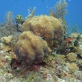 Coral M0011775