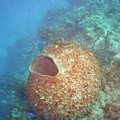Coral M0011840