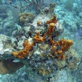 Coral M0011876