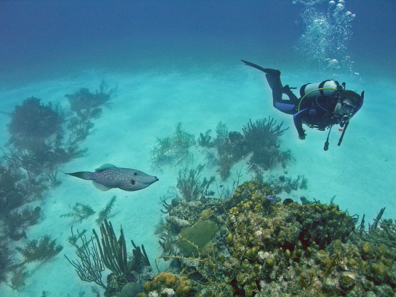 FileFish M0011535