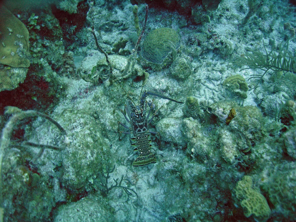 Lobster M0011610
