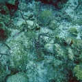 Lobster_M0011610.jpg