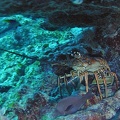 Lobster_M0011590_edited_1.jpg