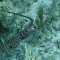 Lobster_M0011611_edited_1.jpg