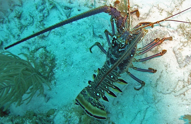 Lobster_M0011617_edited_1.jpg