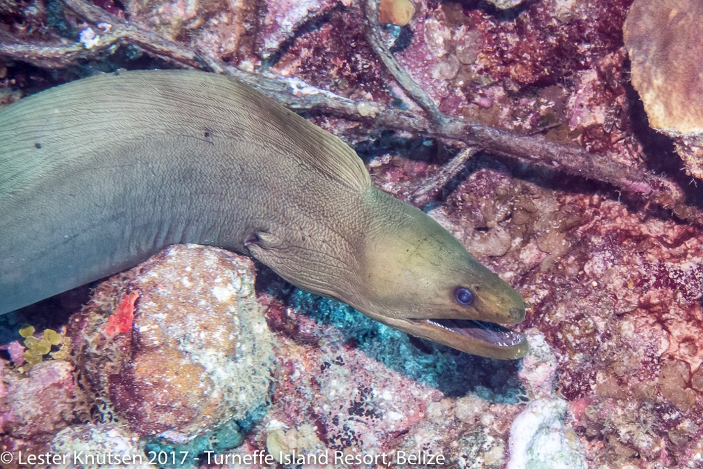 LesterKnutsen Belize 2017  DSC3388