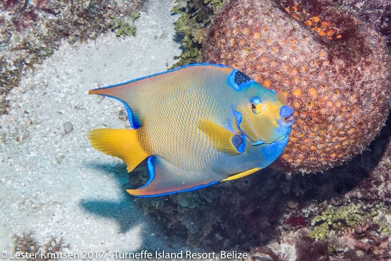 LesterKnutsen Belize 2017  DSC3427