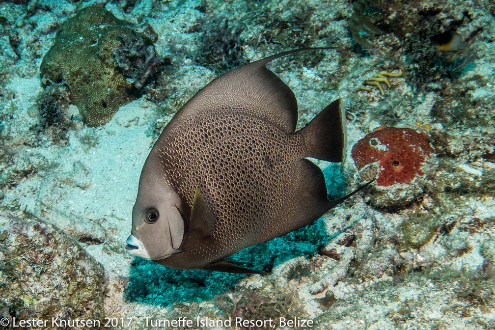 LesterKnutsen Belize 2017  DSC3401