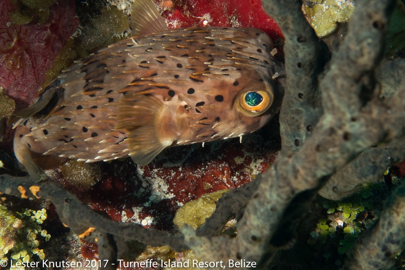 LesterKnutsen Belize 2017  DSC3430