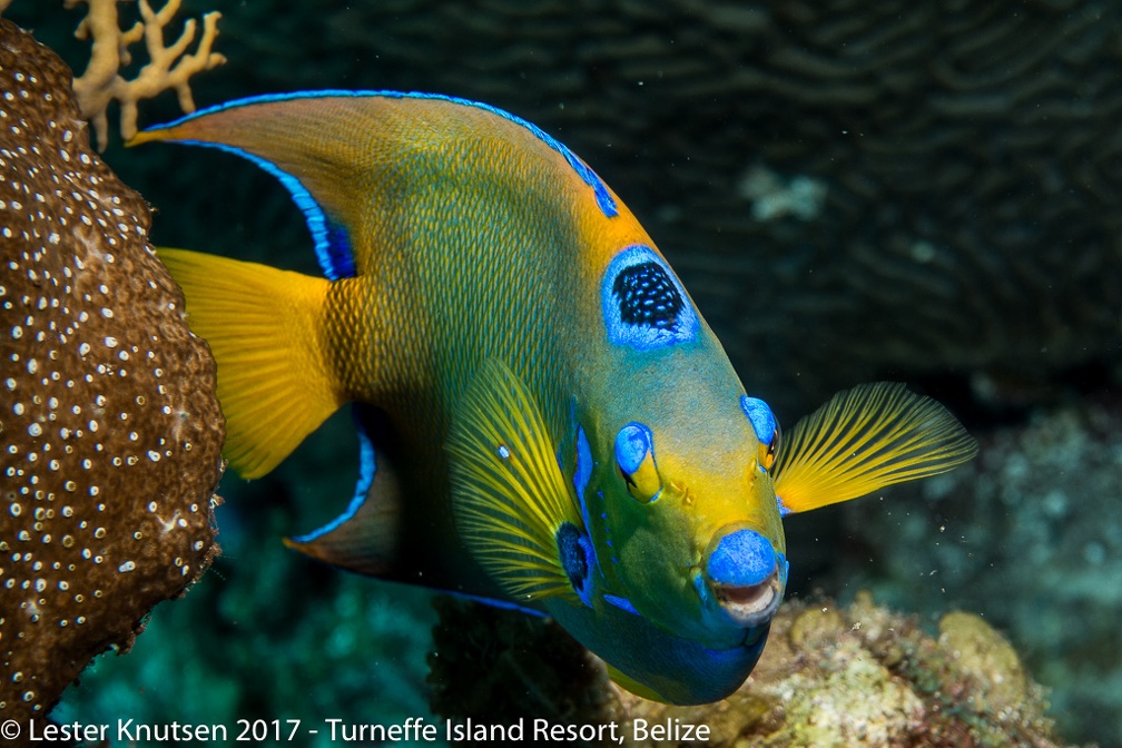 LesterKnutsen Belize 2017  DSC3546