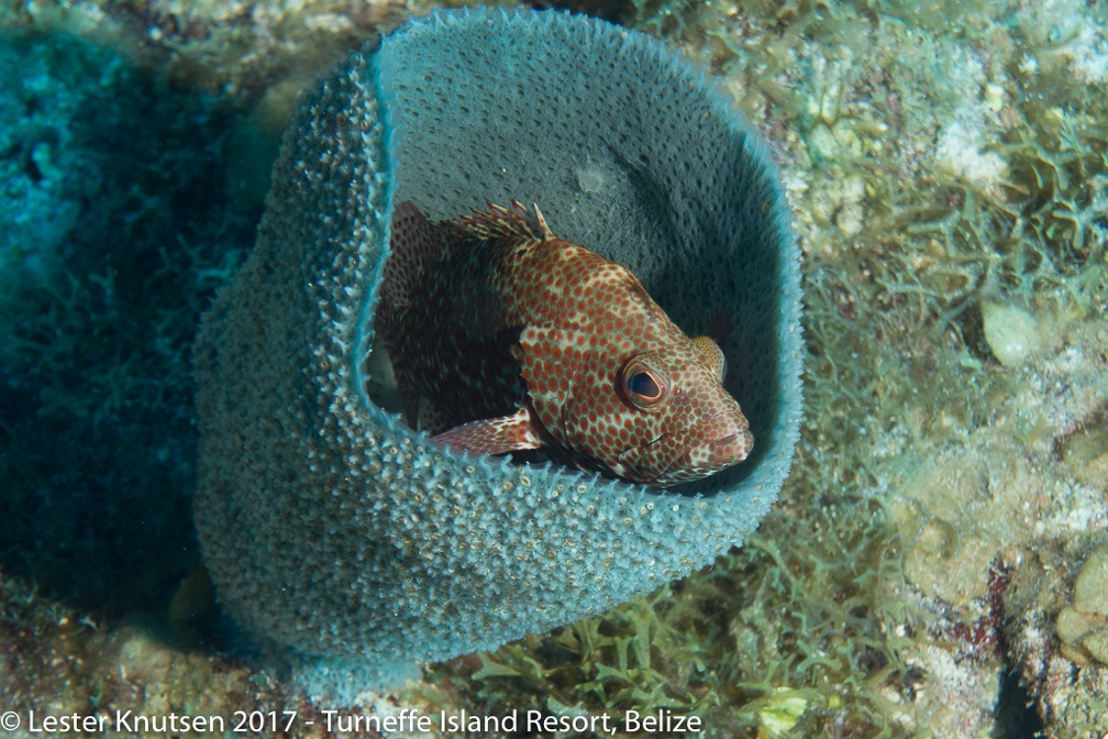 LesterKnutsen Belize 2017  DSC3641
