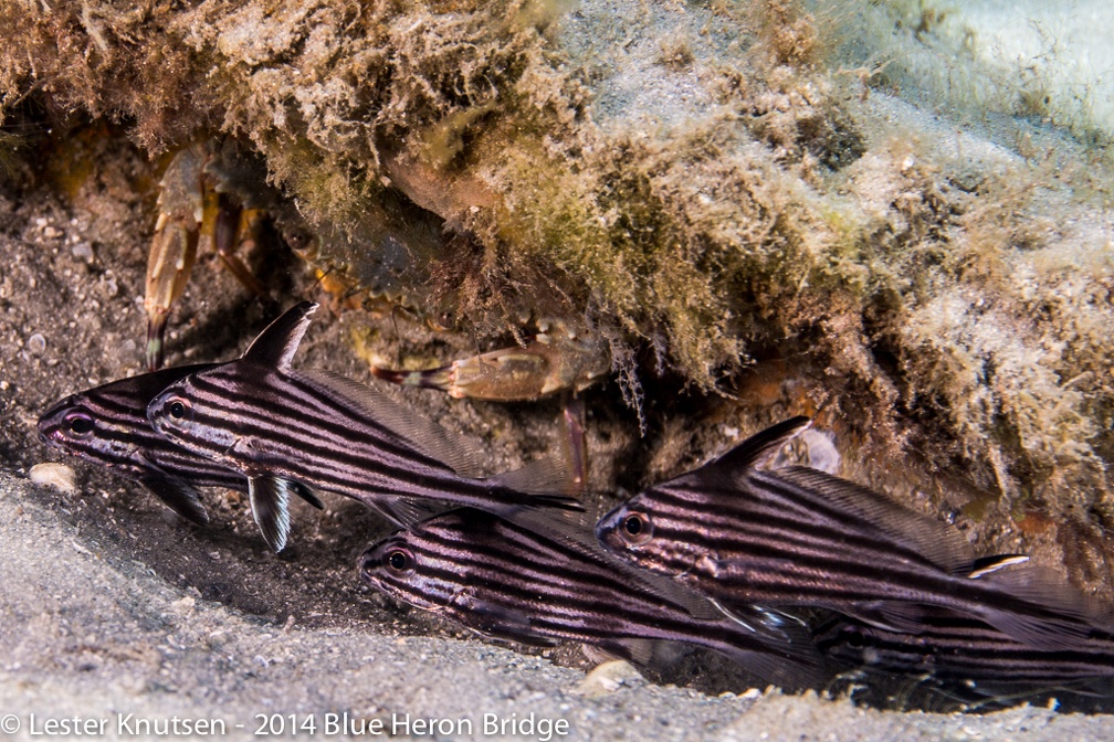 LesterKnutsen BlueHeronBridge 2014 DSC8484