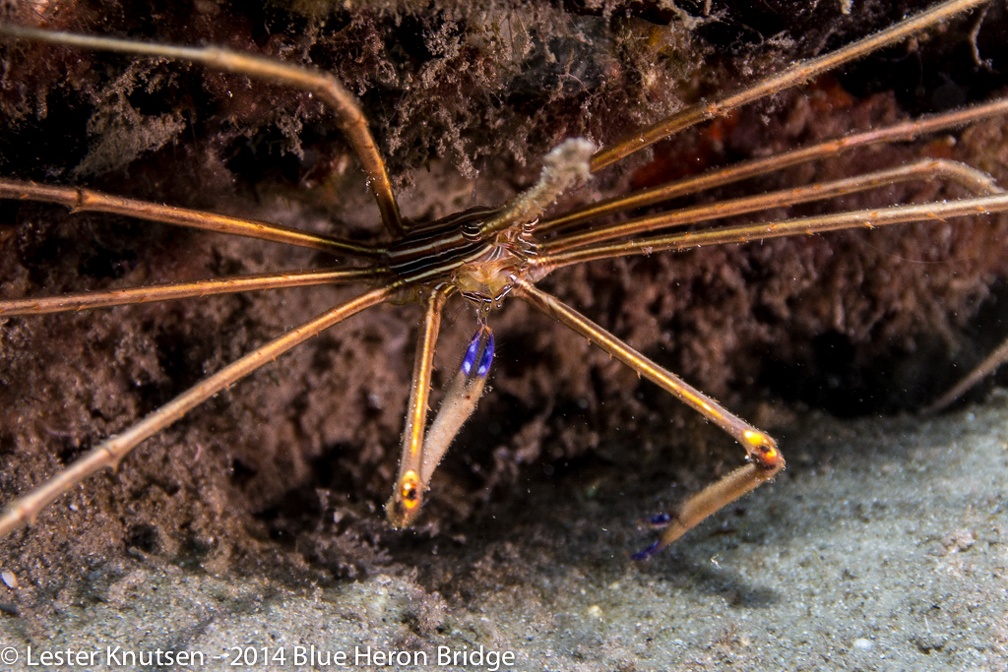 LesterKnutsen BlueHeronBridge 2014 DSC8505