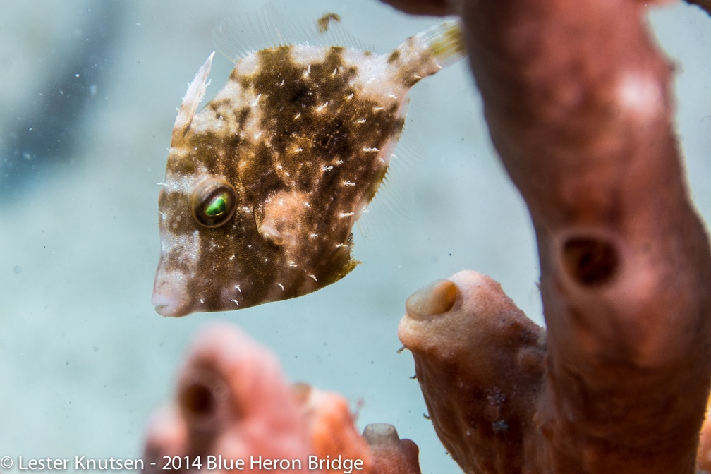 LesterKnutsen BlueHeronBridge 2014 DSC8546