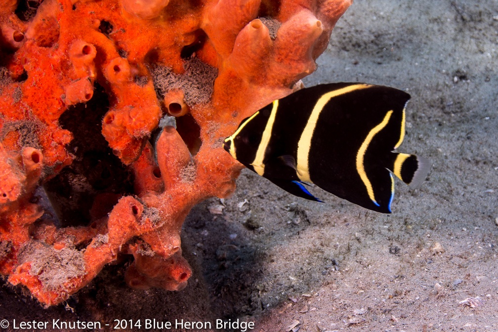 LesterKnutsen BlueHeronBridge 2014 DSC8577