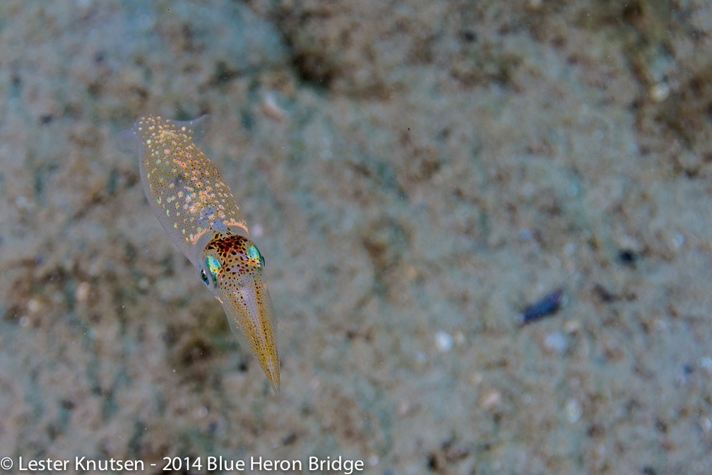 LesterKnutsen BlueHeronBridge 2014 DSC8598