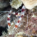 Banded_Coral_Shrimp_Dive_16_Buddy_Reef_Night_DSC_7196.jpg