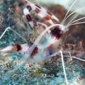Banded Coral Shrimp Dive 3 Klien Sampler DSC 6835
